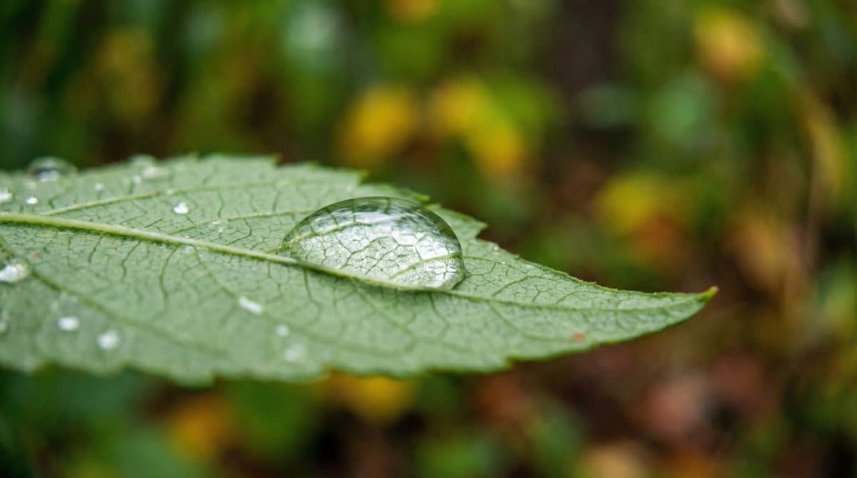 Macro Green Leaf with Water Droplet - Fresh Nature Photo - Nature Landscapes AI prompt