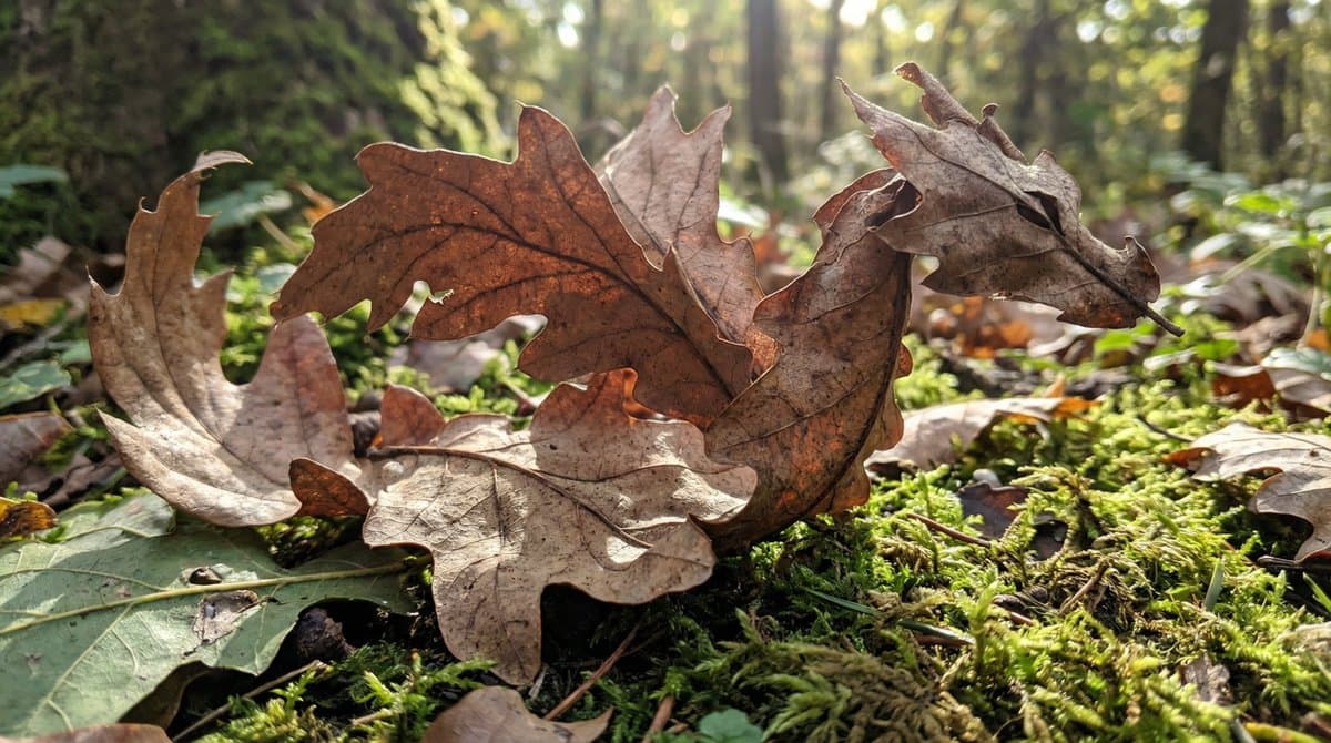 Leaf Dragon Art on Forest Floor: Autumn Nature Photography - Nature Landscapes AI prompt